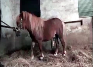 Horse sex action in the old barn