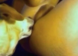 Doggy is licking a pussy