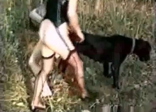 Black Doberman is being sucked