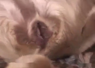 Doggy fucked in a tight anus