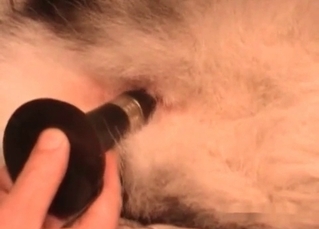 Fingering a nice dog anus