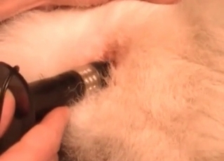 Fingering a nice dog anus