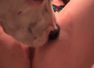 Dog is licking her nipples