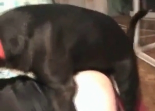 Fat whore fucked by her doggy