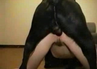 Black doggy impaling her vagina