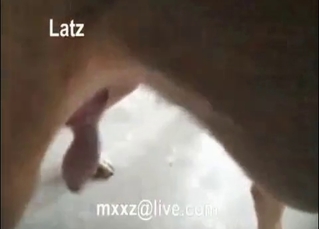 Sensual amateur animal action