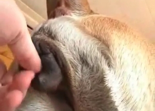Dog enjoys his massive wiener