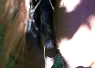 Zoofil explores a juicy horse